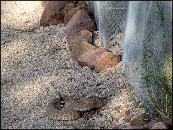 rattlesnake coiled outside cat enclosure